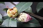 Camellia sp08.JPG